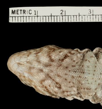 Media type: image;   Herpetology R-54191 Aspect: head ventral